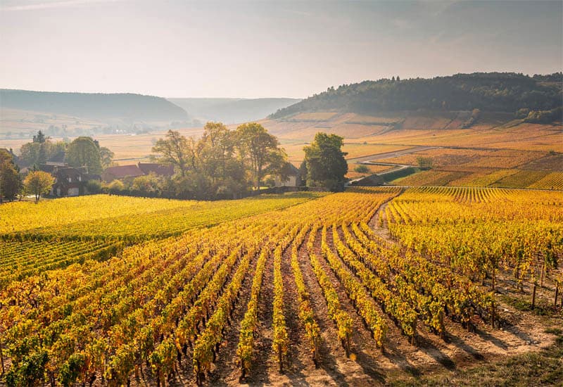 Burgundy Wine Guide