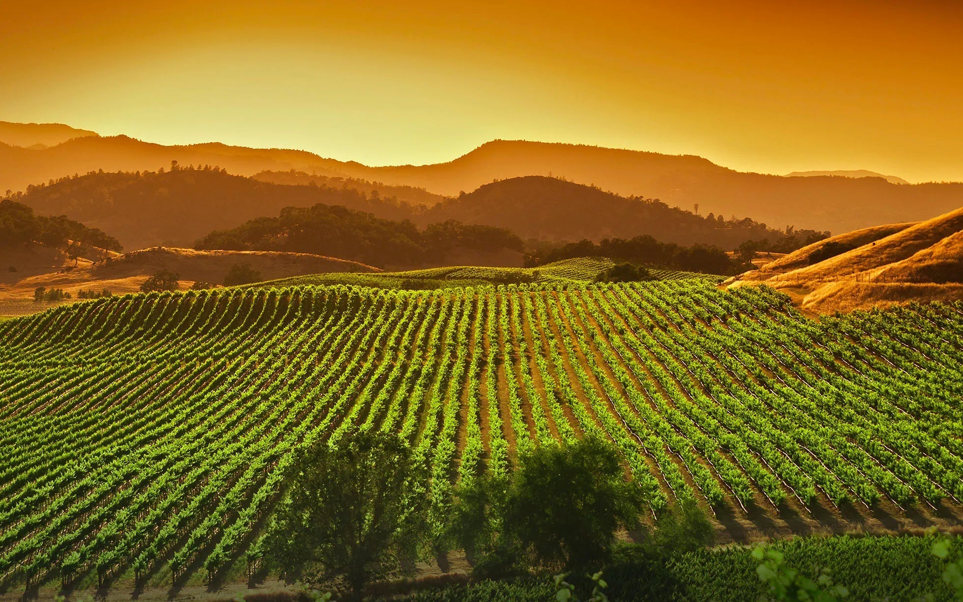California Wine Guide