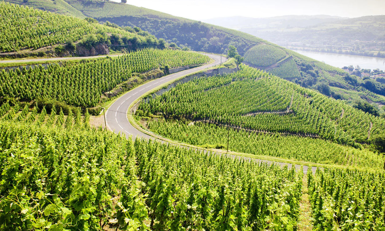 Rhone Valley Wine Guide