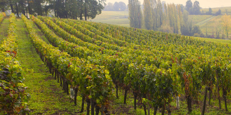 Pomerol | Bordeaux Right Bank