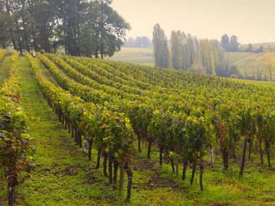 Pomerol | Bordeaux Right Bank | France