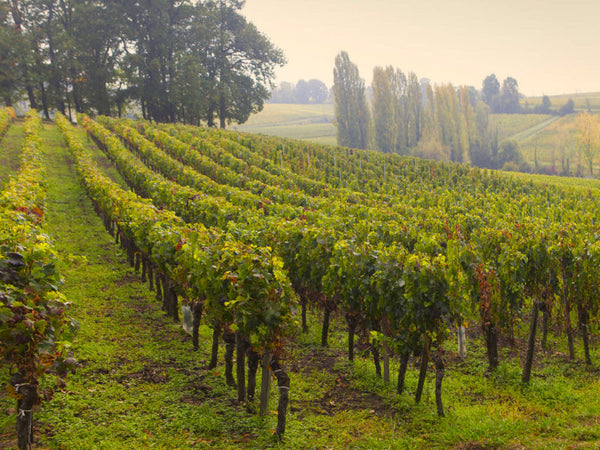 Pomerol | Bordeaux Right Bank | France