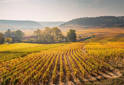 Burgundy | France