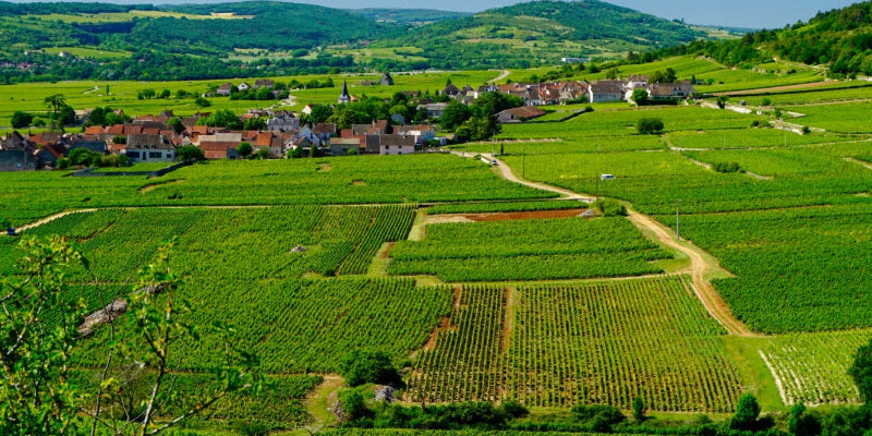 Cote de Beaune | Burgundy Wine
