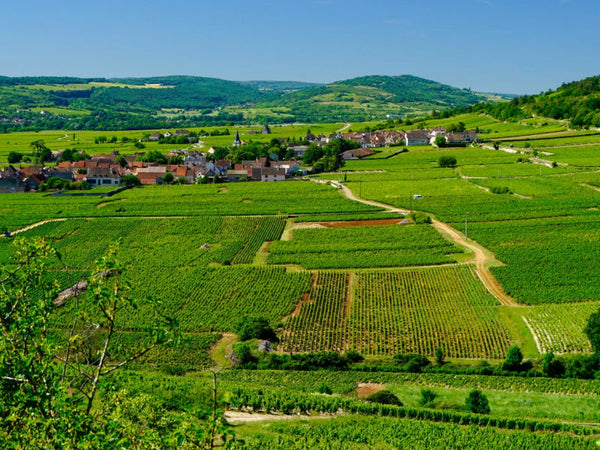 Cote de Beaune | Burgundy | France
