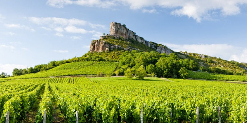 Maconnais | Burgundy Wine