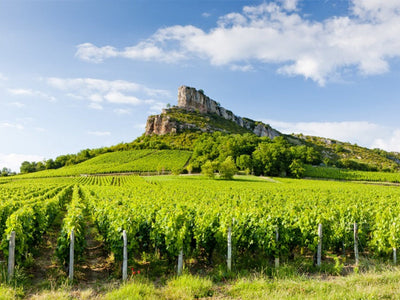 Maconnais | Burgundy | France