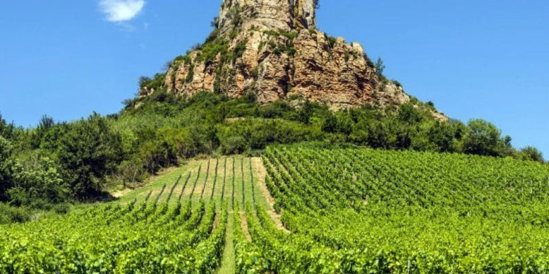Cote de Nuits | Burgundy Wine