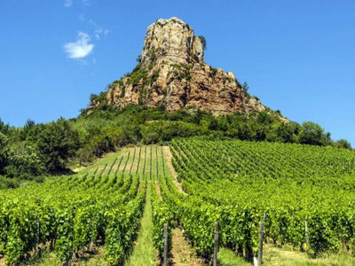 Cote de Nuits | Burgundy | France