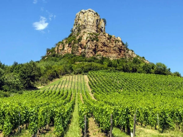 Cote de Nuits | Burgundy | France