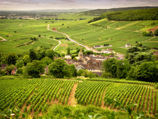Chablis | Burgundy | France