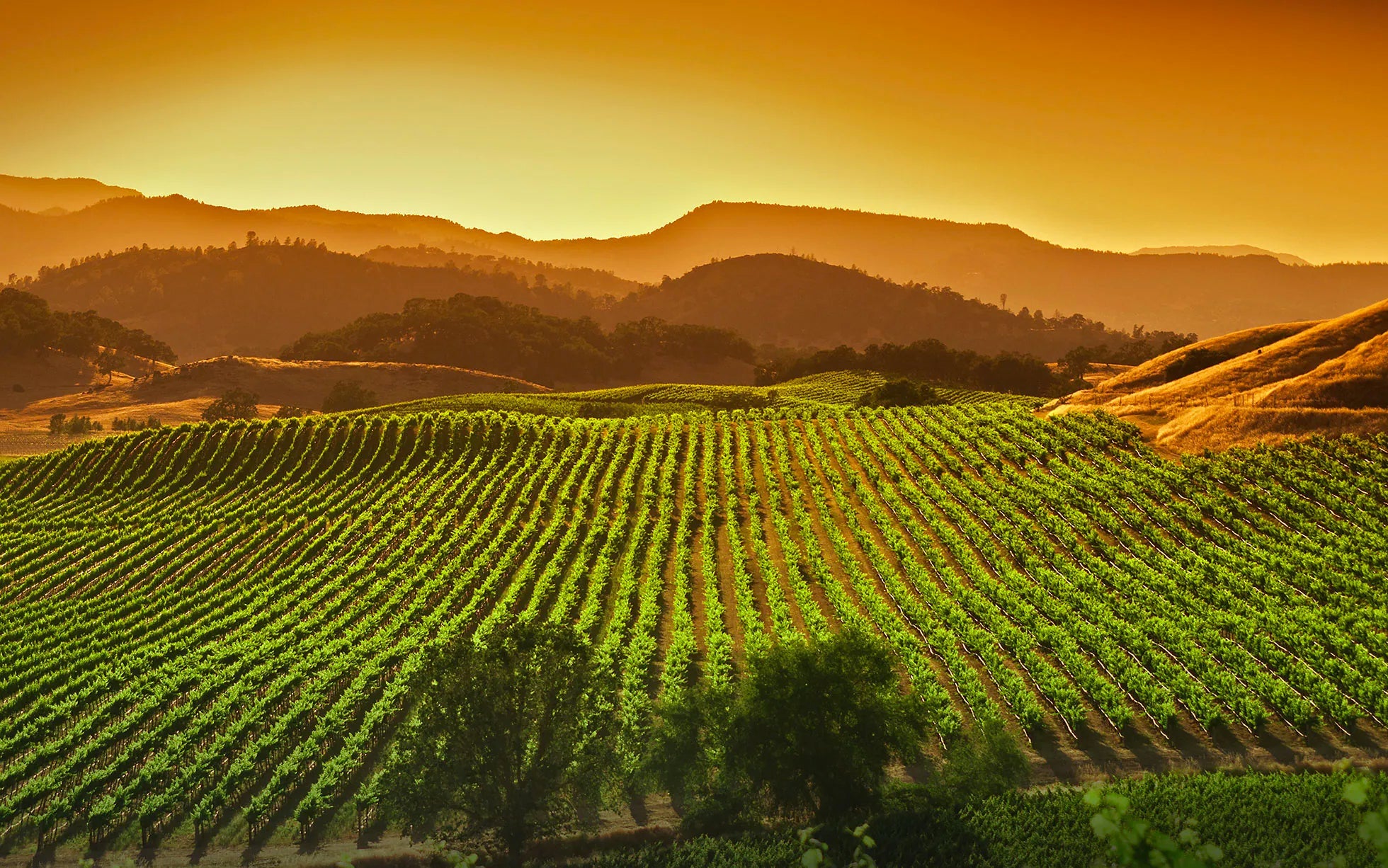 California Wines