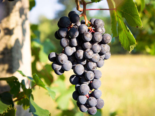 Barbera