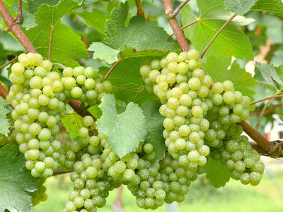 Chardonnay