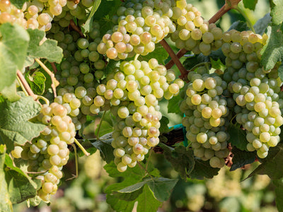 Chenin Blanc