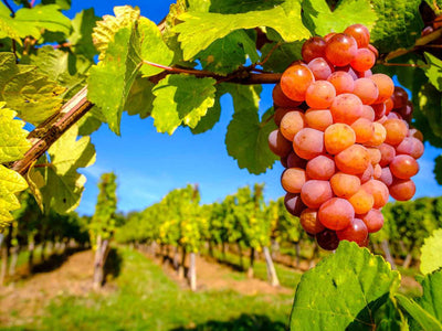 Gewurztraminer