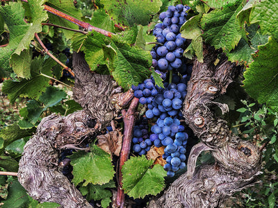 Grenache