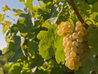 Marsanne