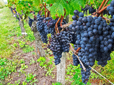 Merlot