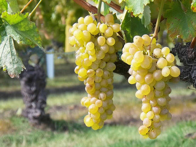 Moscato