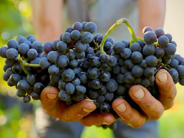 Nebbiolo
