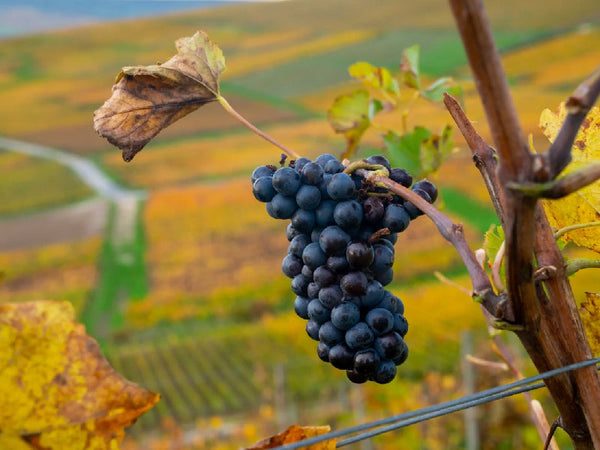 Pinot Meunier