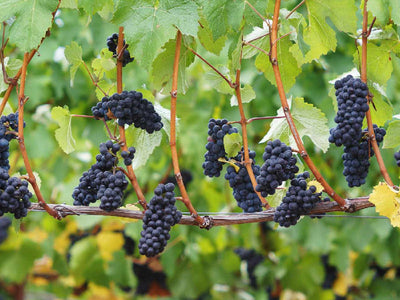 Pinot Noir