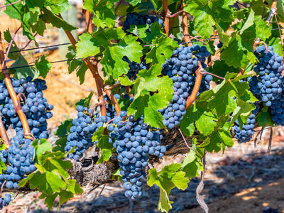 Pinotage