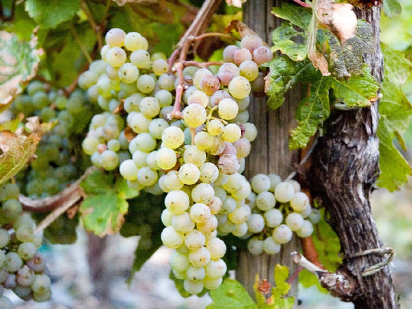 Riesling