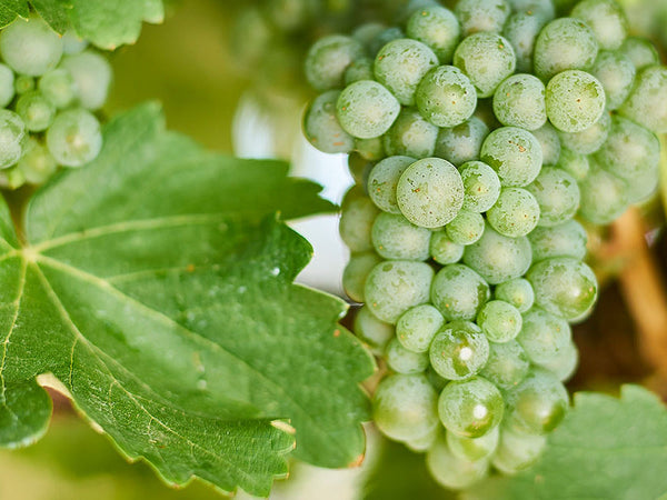 Sauvignon Blanc