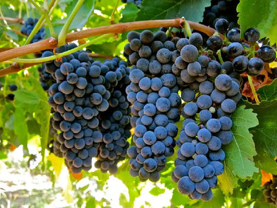 Shiraz/Syrah
