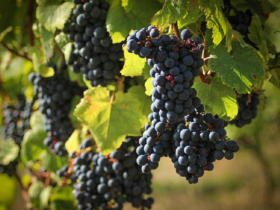 Tannat