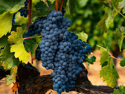 Tempranillo