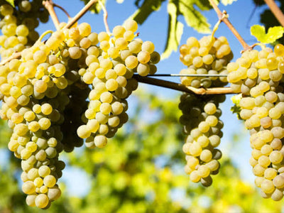 Viognier