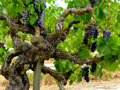 Zinfandel