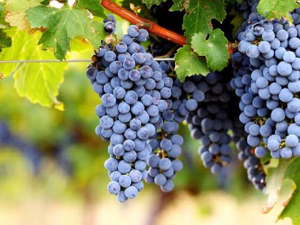 Cabernet Sauvignon