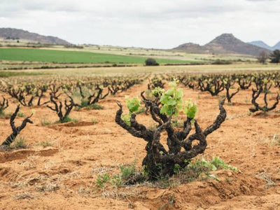 Alheit Vineyards