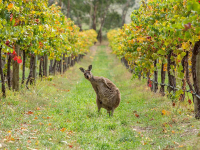 Barossa Valley | South Australia | Australia