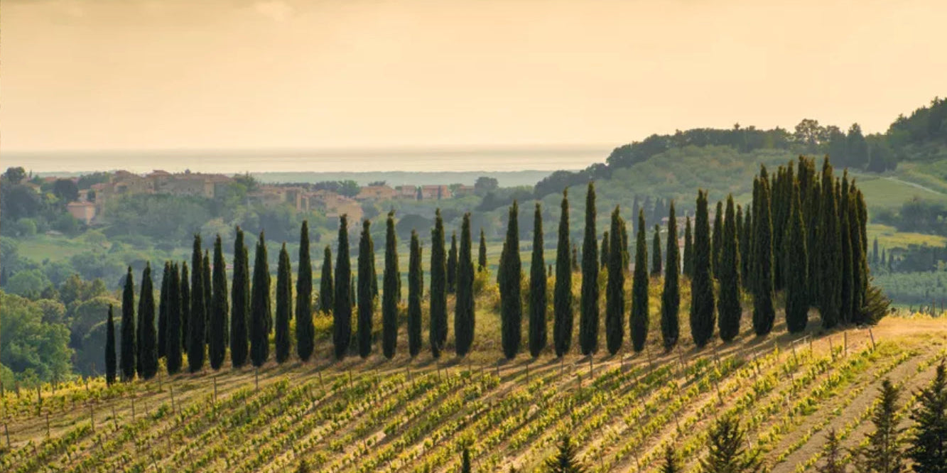 Tuscany | Bolgheri